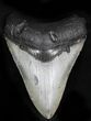 Serrated Megalodon Tooth - Venice, Florida #21939-1